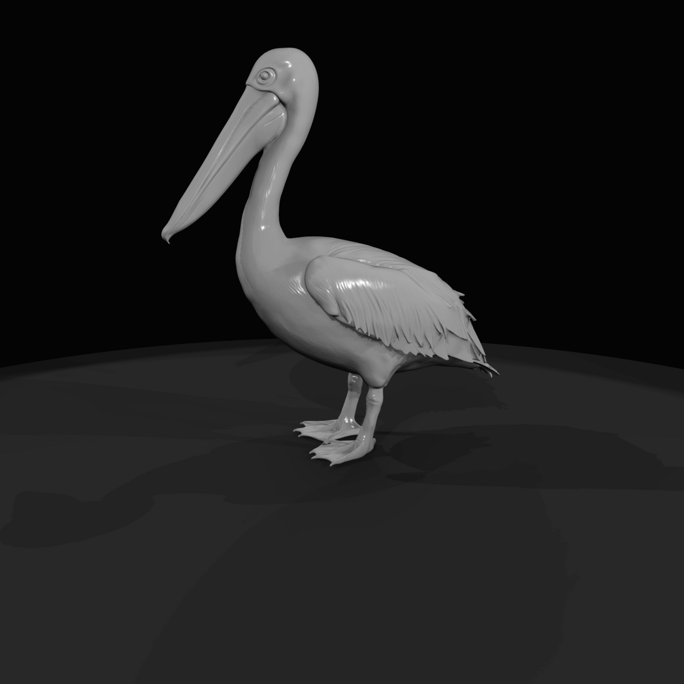 pelican