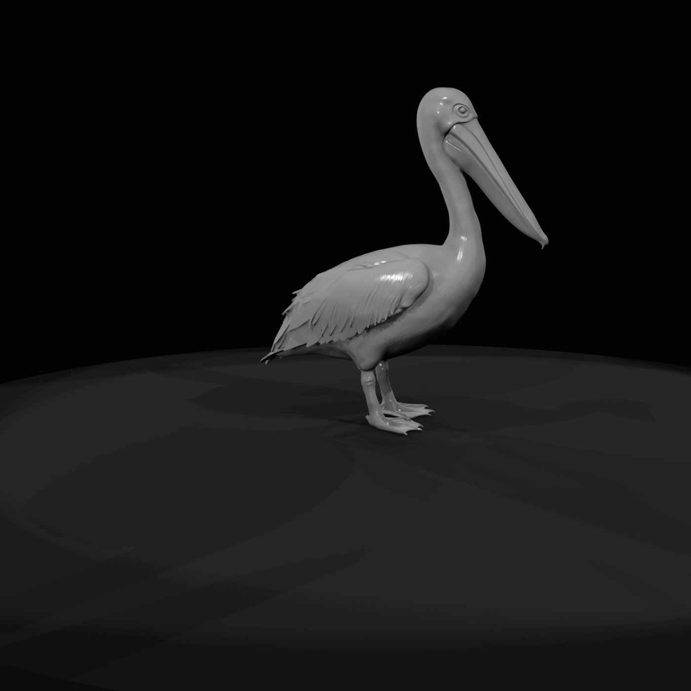 pelican