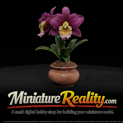 Stylized Potted Cattleya Orchid miniature, three-quarter view